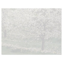 white Apple and daffodil blossoms, Rockliffe Park, Custom Letterhead