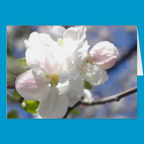 White Apple Blossom cards