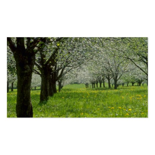 white Apple trees in the spring flowers Business Card Template (back side)