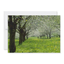 white Apple trees in the spring flowers Announcements