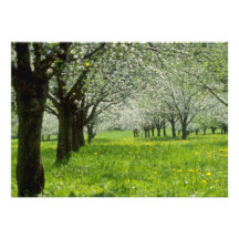 white Apple trees in the spring flowers Announcements