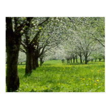 white Apple trees in the spring flowers Post Card