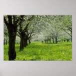 white Apple trees in the spring flowers Print