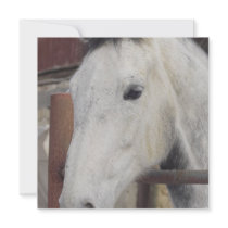 White Arabian Horse Invitation