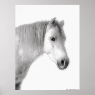 White Arabian Horse Portrait Poster