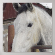 White Arabian Horse Poster Print