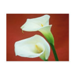 white Arum lily flowers Post Card