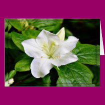 White Azalea Blank Card