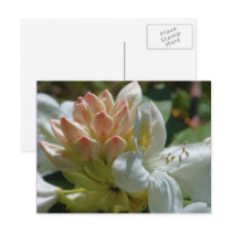 White Azalea Flower Photography Postcard by SmilinEyesTreasures White Azalea Flower Photography Postcard
