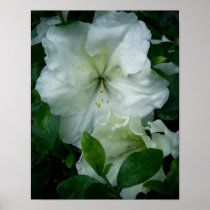 White Azalea Posters
