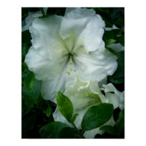 White Azalea posters