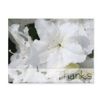 White Azalea - Thanks Post Cards