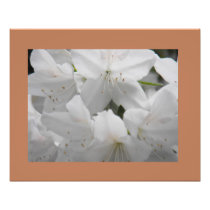 White Azaleas Fine Art Print Photographic Print