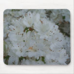white, azalea, flower, garden, plant, azaleas