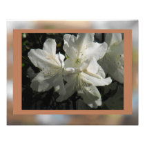 White Azaleas on Choco #2 Photo