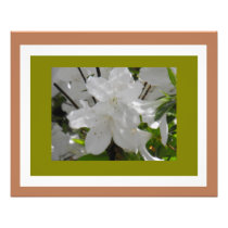 White Azaleas! Photo Print