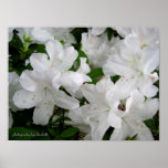White Azaleas Poster posters