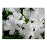 azaleas, white azalea, azalea, flower, spring,