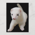 White Baby Ferret postcard
