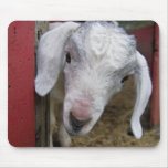 White Baby Goat in Red Barn Mouse Pad