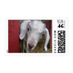White Baby Goat in Red Barn Postage Stamps