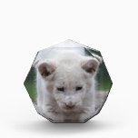 White baby lion cub awards