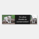 White baby lion cub bumper sticker