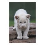White baby lion cub personalized stationery