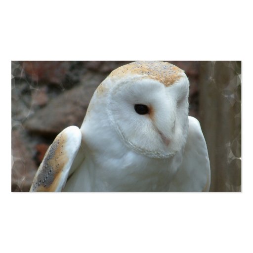 White Barn Owl Business Cards (back side)