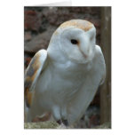 White Barn Owl  Greeting Card