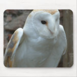 White Barn Owl  Mouse Pad