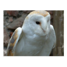 White Barn Owl  Postcard