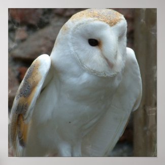 White Barn Owl Poster