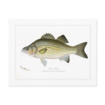 White Bass postcards