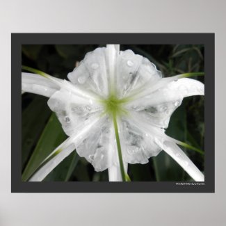 White Beach Spider Lily Flower Floral Print Poster