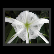 White Beach Spider Lily Lilies Flower Photo posters