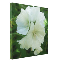 White Beauties Canvas Print