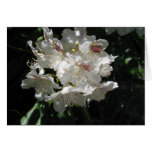 White beauty greeting card