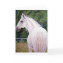 White Beauty Horse Note Card