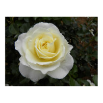 White Beauty posters