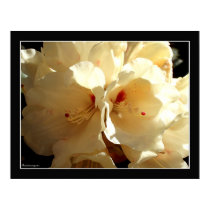 White Beauty posters