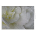 White Begonia cards by ggbythebay White Begonia cards