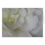 card, begonias, greeting, white, love, birthday,