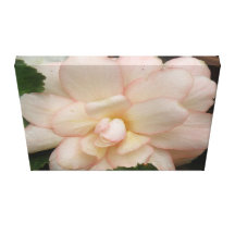 White Begonia Flower Canvas Print
