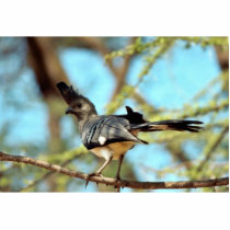 White-bellied Go Away Bird photo sculptures
