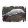 White Beluga Whale  Postcard