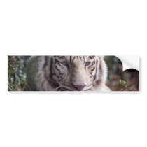 White Bengal Tiger Bumper Stickers