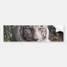 White Bengal Tiger Bumper Stickers