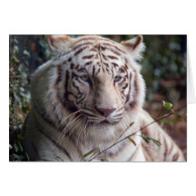 White Bengal Tiger Cards