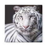 White Bengal Tiger Magnet